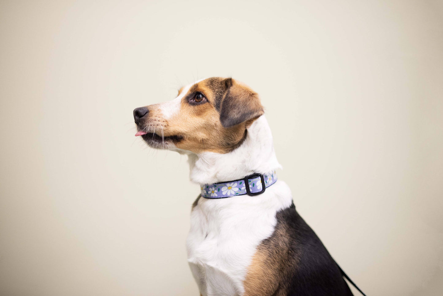 Daisy Dog Collar