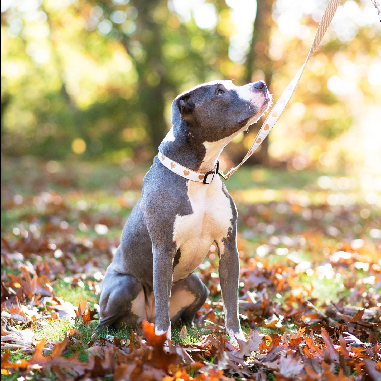White Heart of Gold Dog Collar