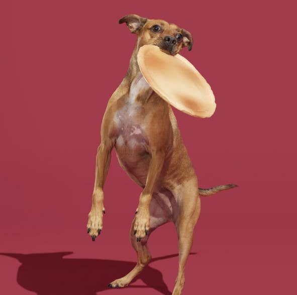 BARK Signore Pizza Face Dog Toy