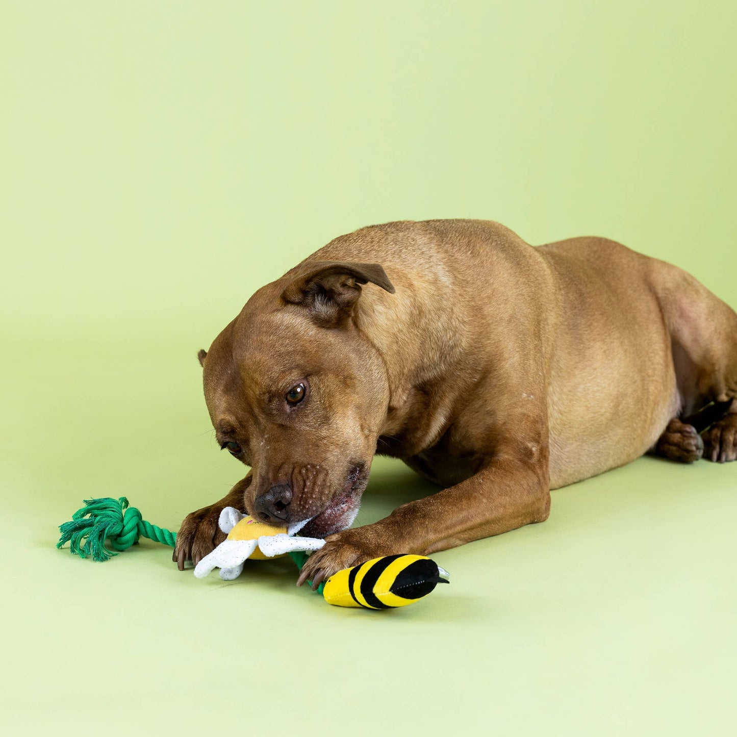 IM POLLEN FOR YOU PLUSH DOG TOY