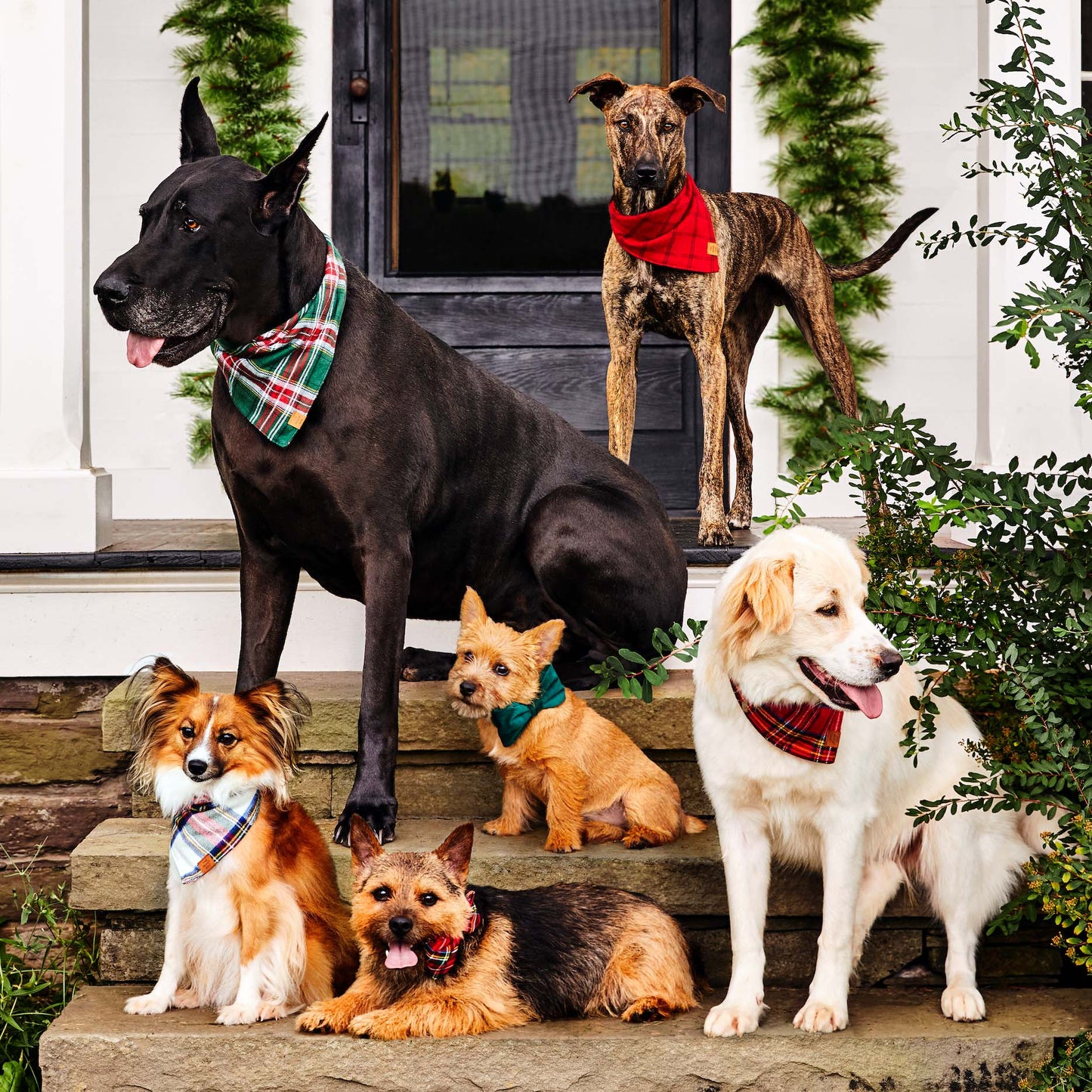 Foggy Dog Forest Green Velvet Bow Tie