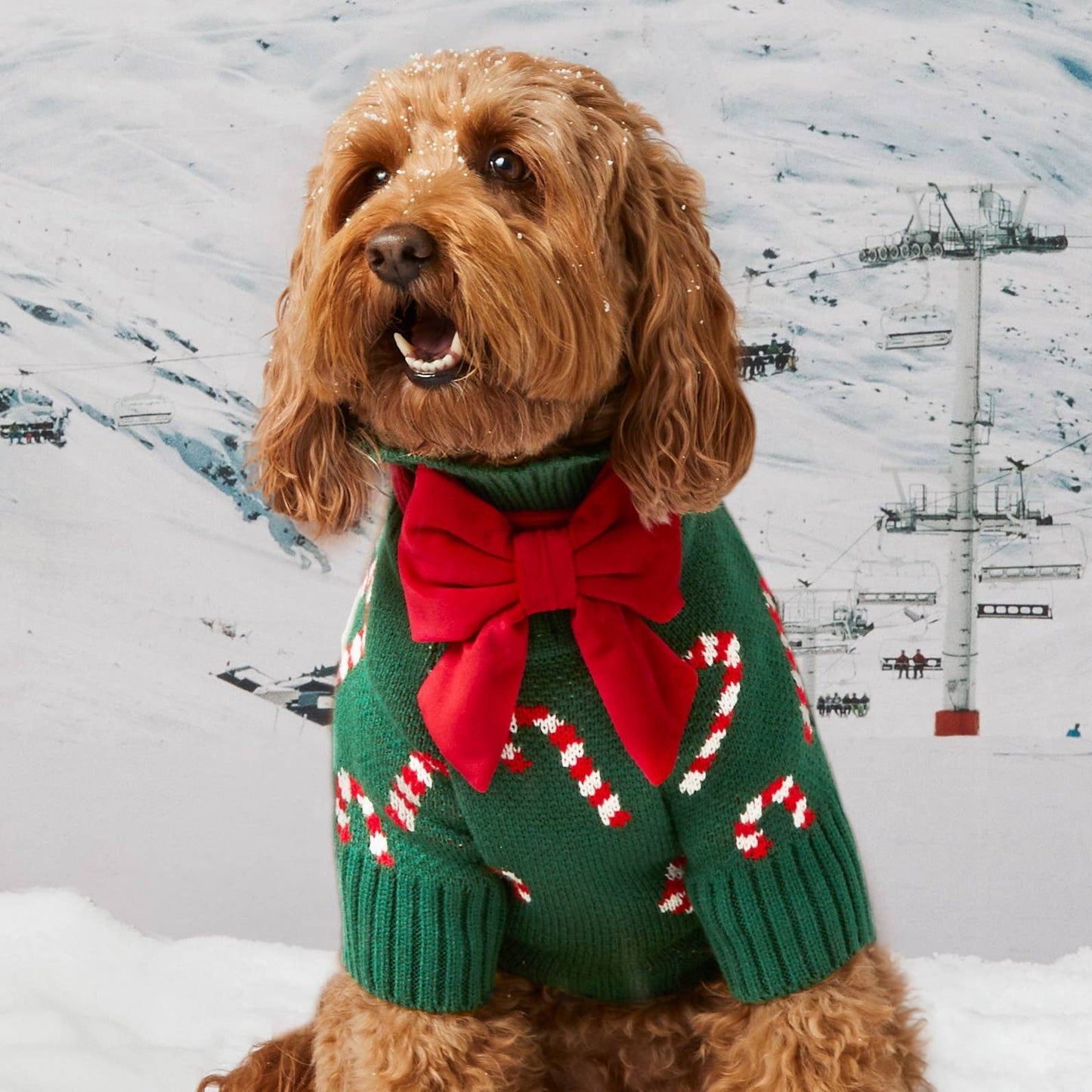 Foggy Dog Candy Canes Sweater