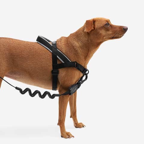 Gotham | SofterWalk Harness