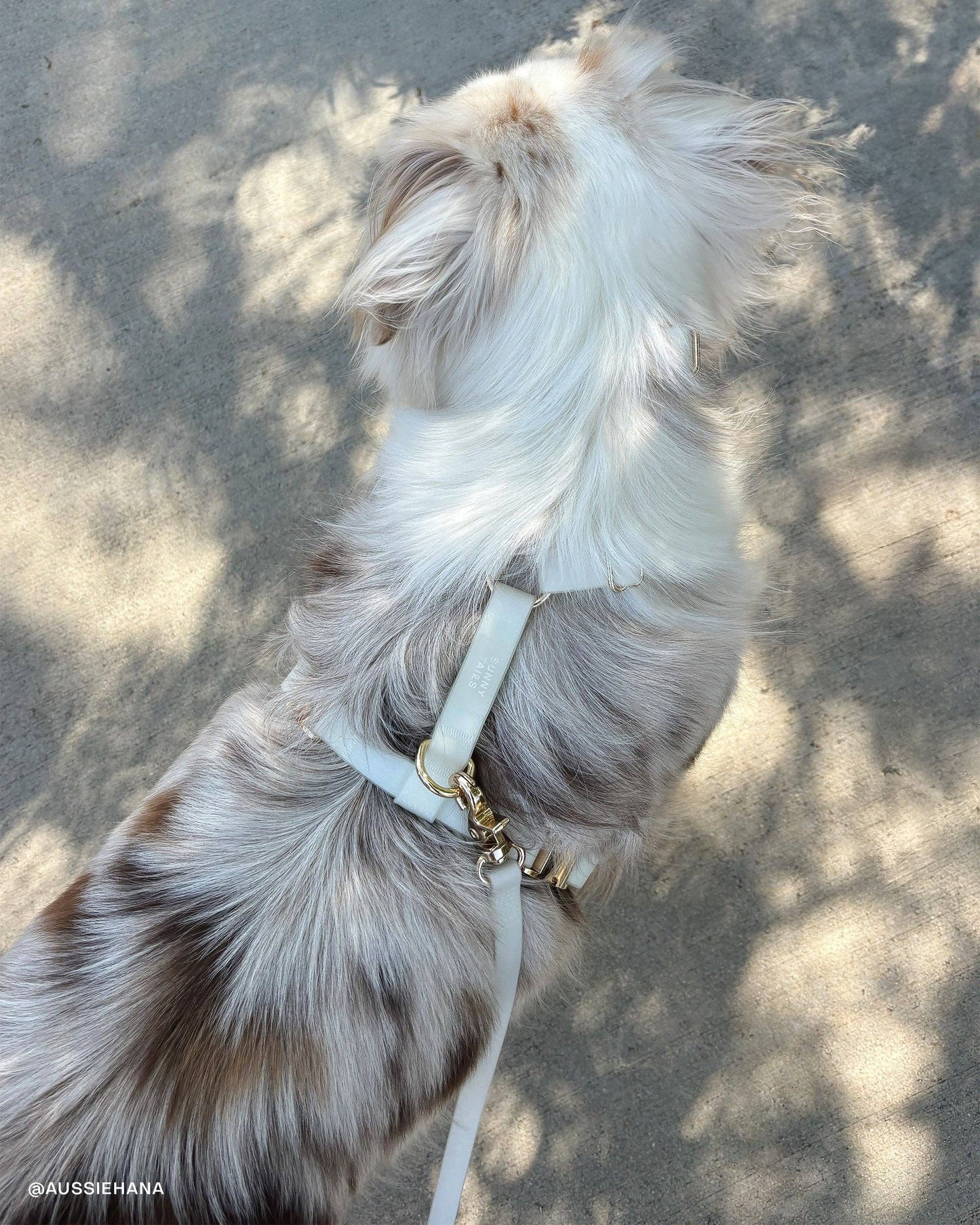 Dog Leash Waterproof - Lunar Glow | 4 ft, 5 ft, 6 ft