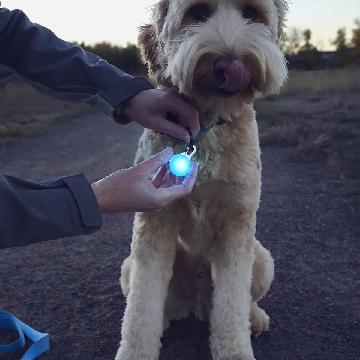 SpotLit® Rechargeable Collar Light - Blue