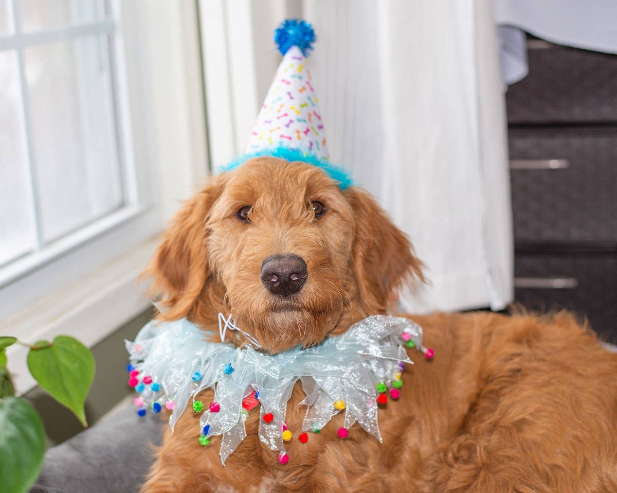 Multipet Party Hat Blue Small