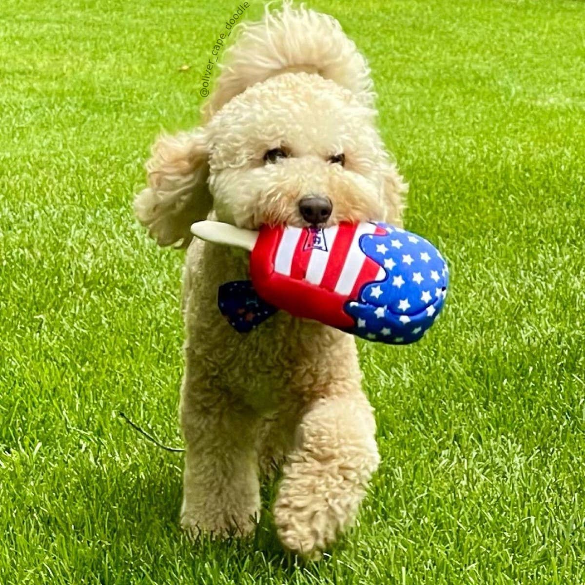 Star Pop Dog Toy