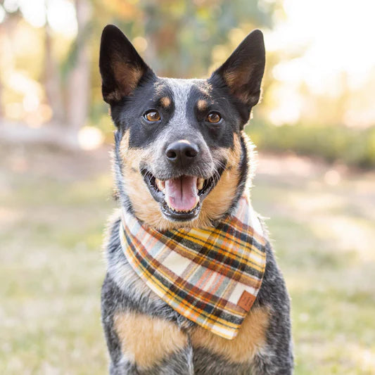 The Foggy Dog Bandana