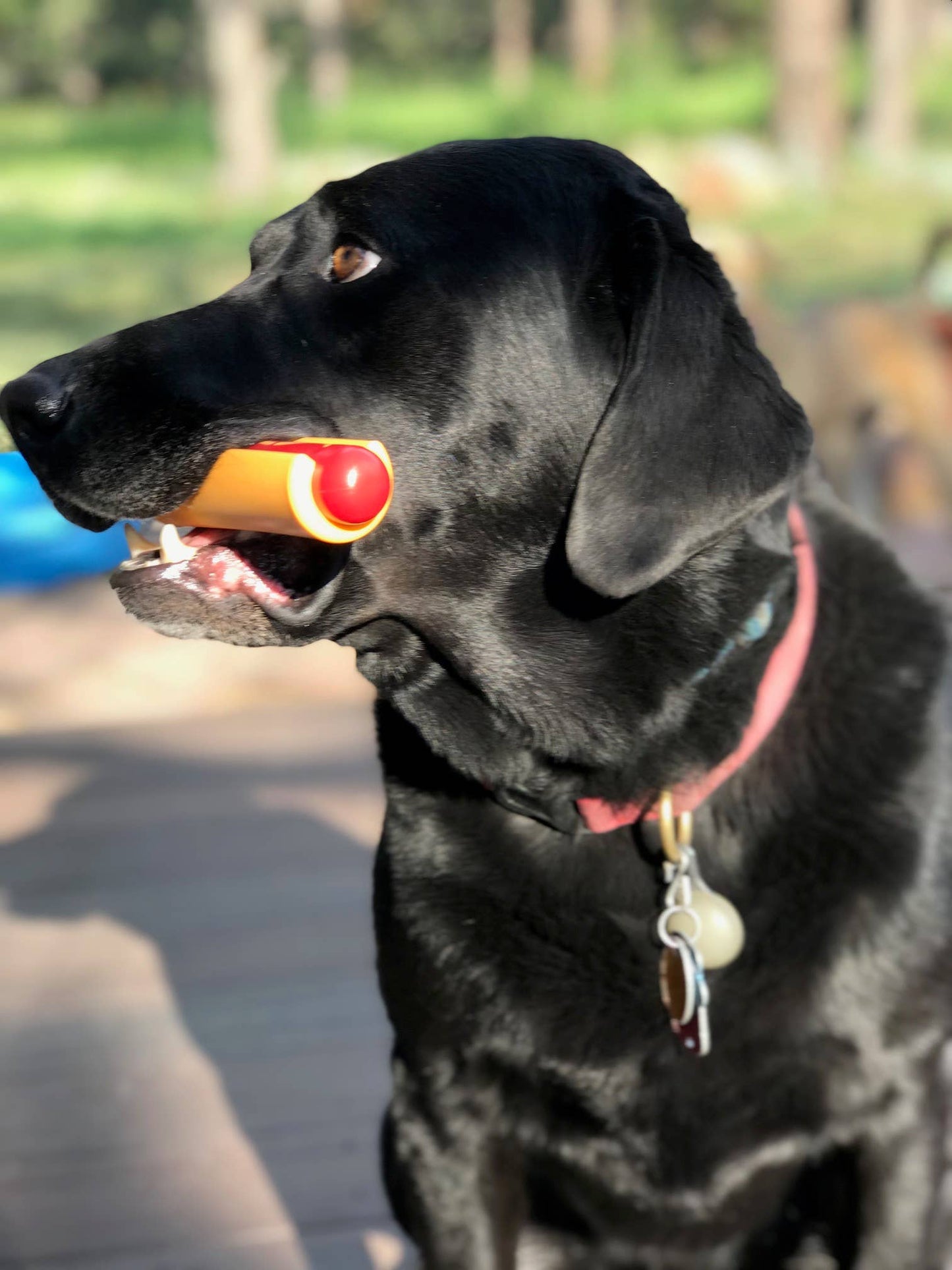 Hot Dog Chew Toy - Medium/Large
