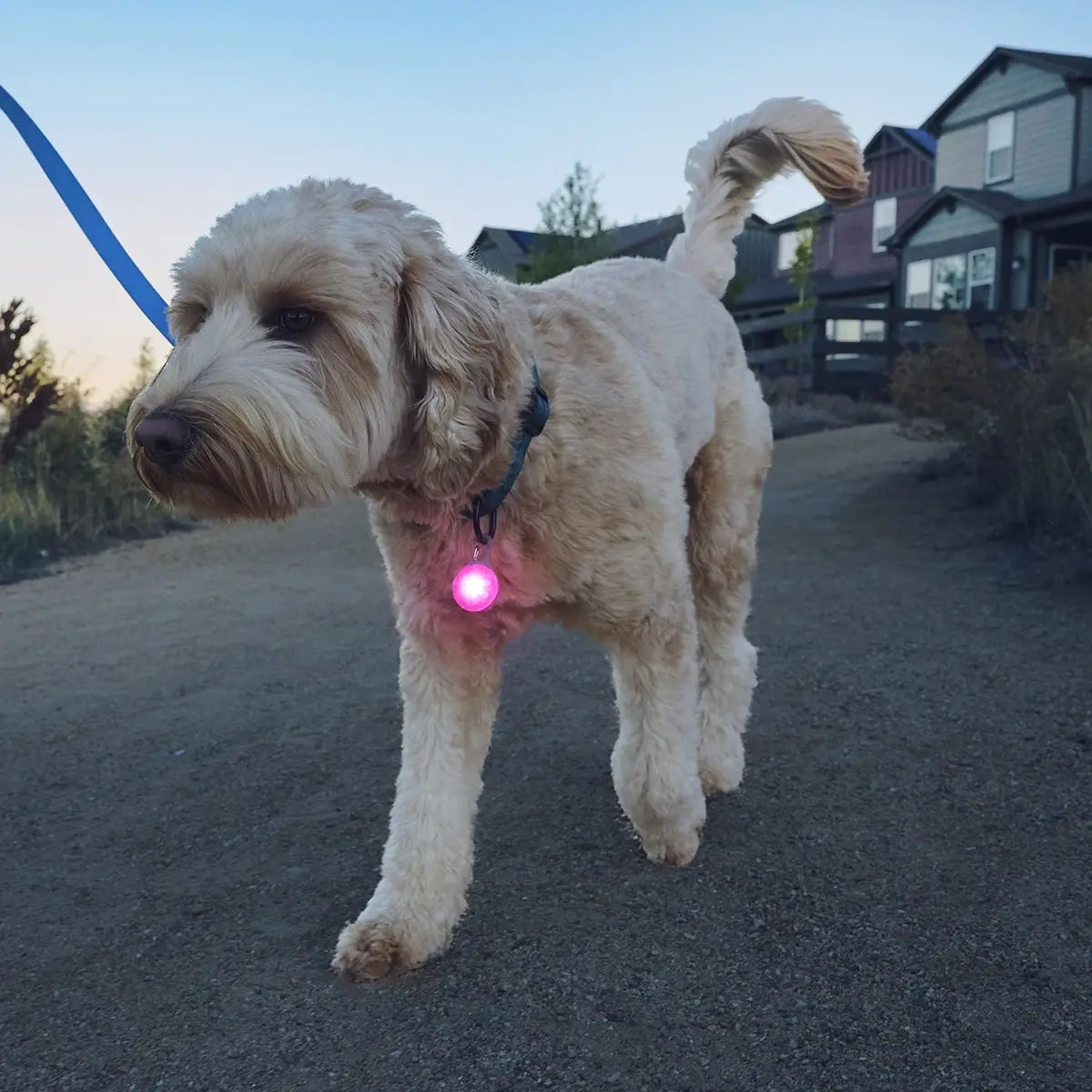 SpotLit® Rechargeable Collar Light - Pink