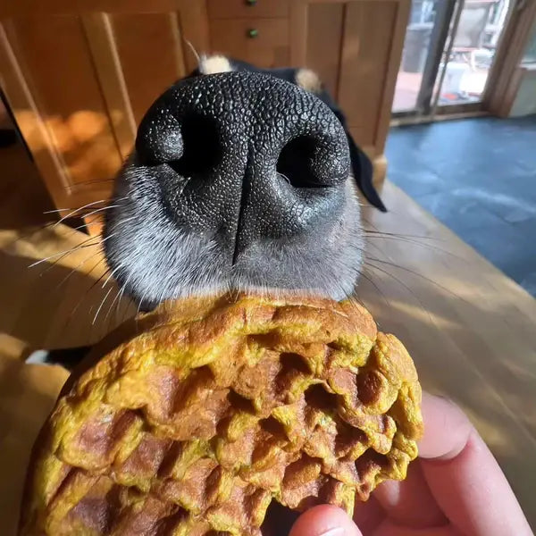 Woofles Blueberry Pumpkin