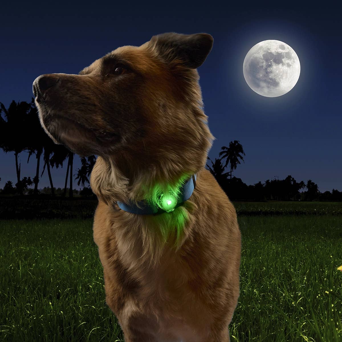 Nite Ize Rechargeable Pet Light Disc-O Tech™