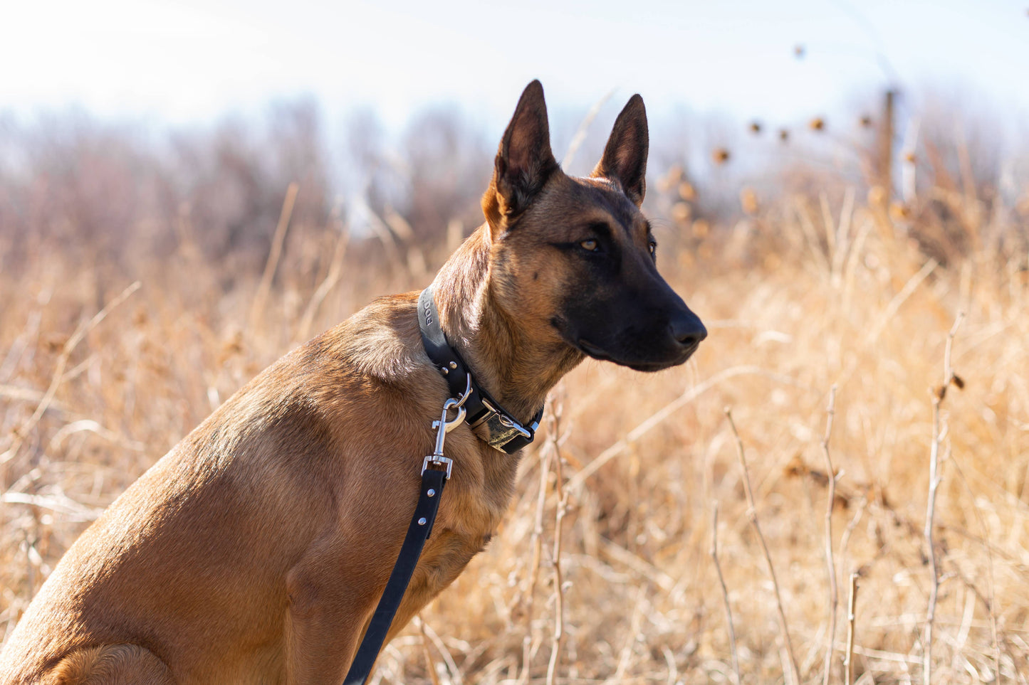 Modern Style Soft Leather Quick-Release Euro-Dog Collar