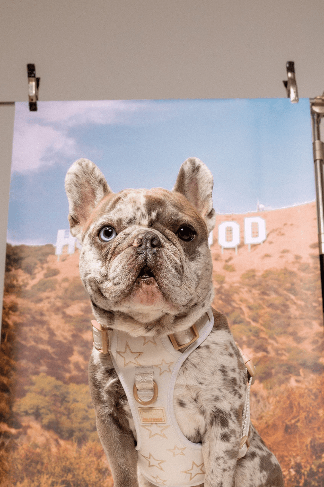 Maxbone x Hollywood Dog Walk Set