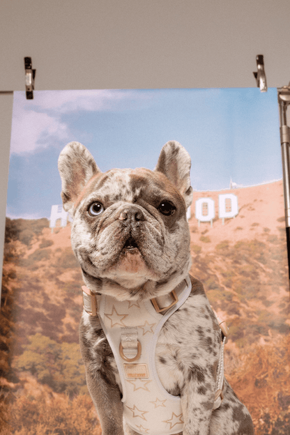 Maxbone x Hollywood Dog Walk Set