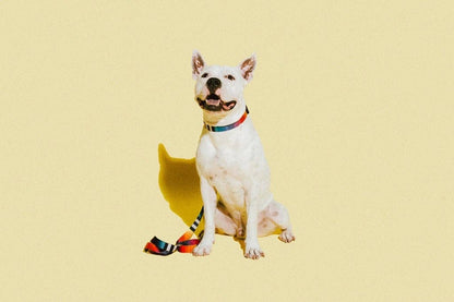 Prisma | Collar
