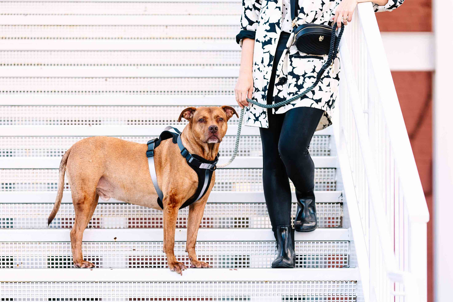 Rowan Dog Harness | Black