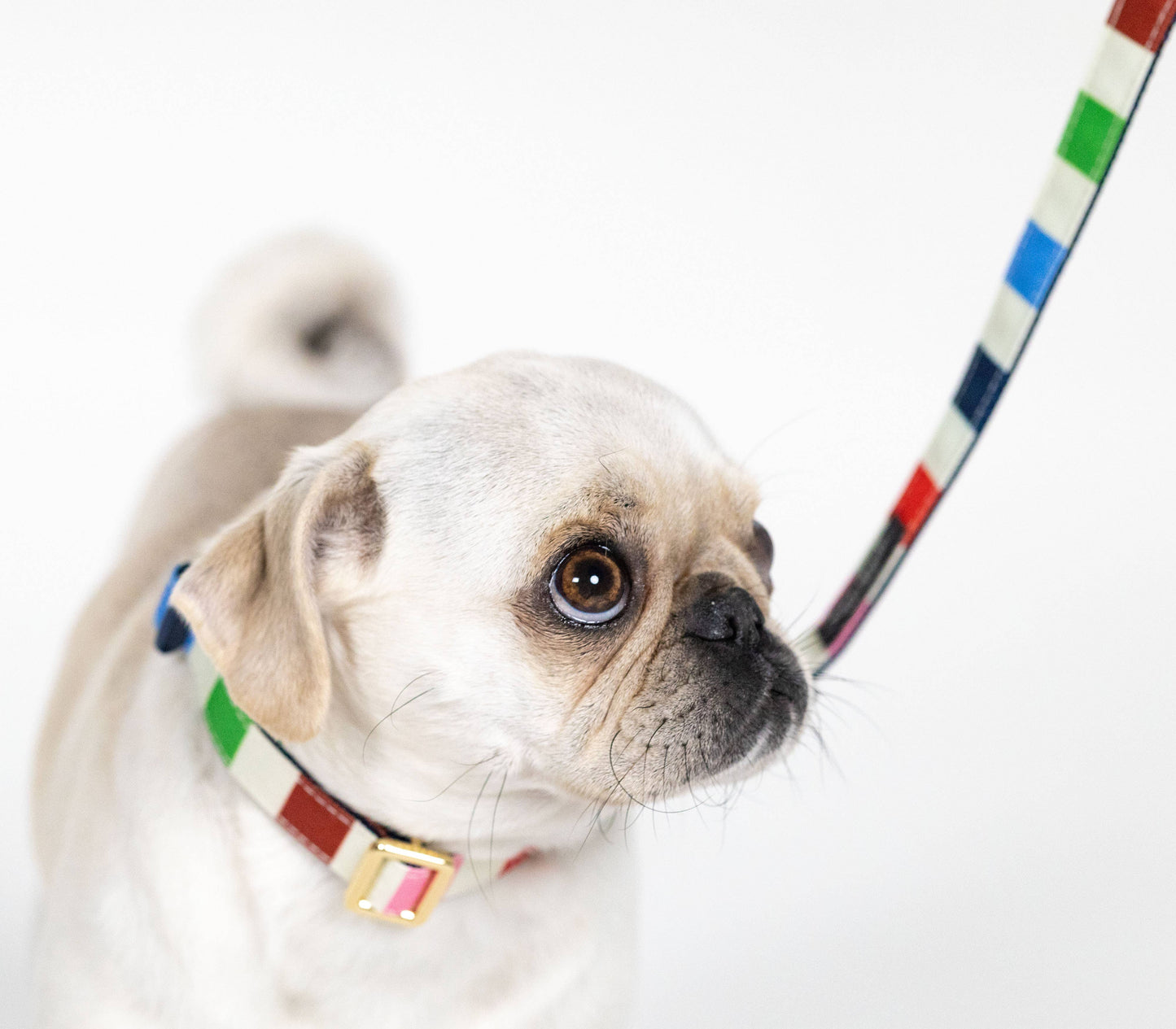 Kate Spade Small Dog Collar, Adventure Stripe