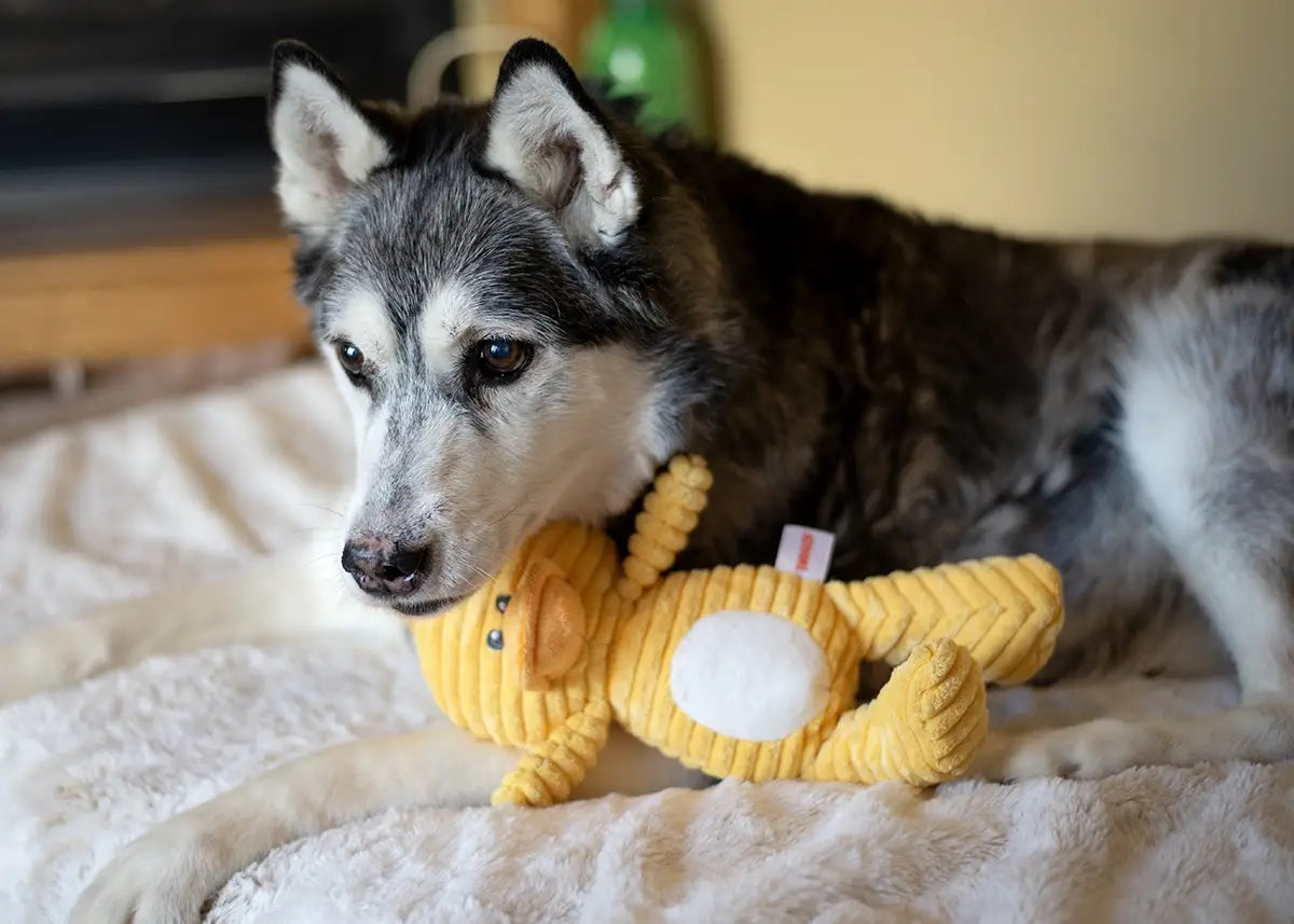 ThoozyPet Tuff & Cuddly Duck 12.5"