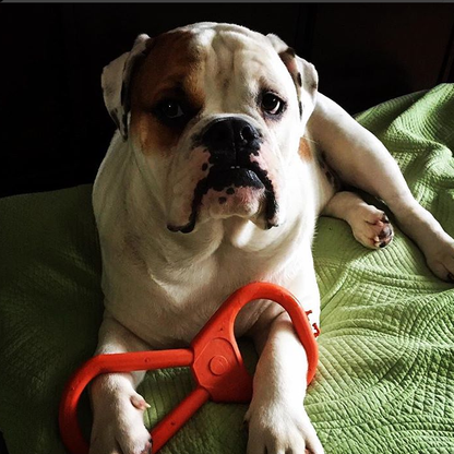Pop Top Tug Toy - Tug O' War - Large - Orange
