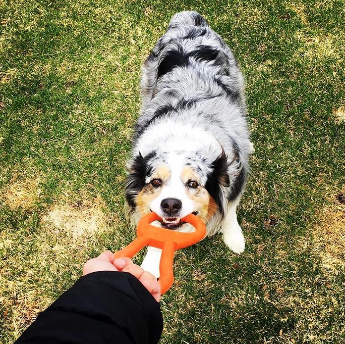 Pop Top Tug Toy - Tug O' War - Large - Orange