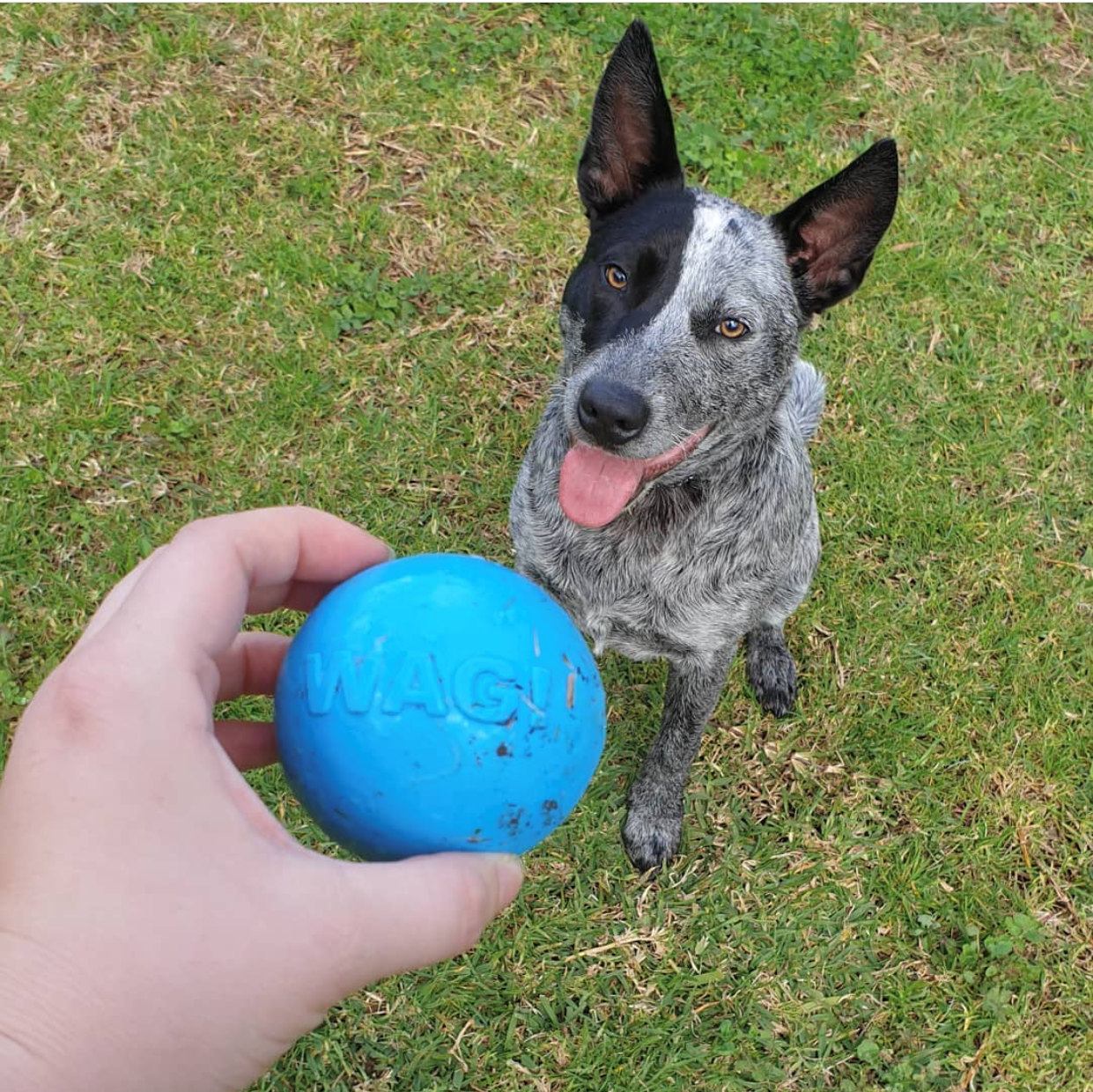 Wag Ball Durable Rubber Chew & Retrieving Toy