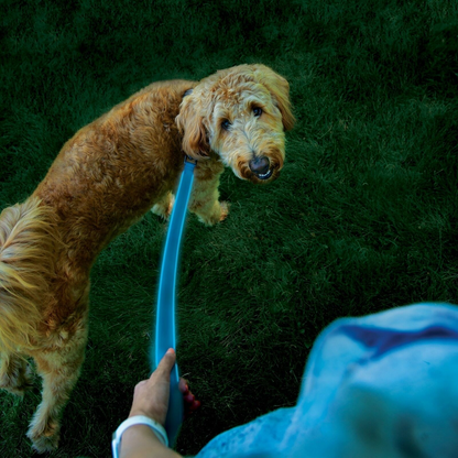 Nite Ize Rechargeable LED Leash Blue