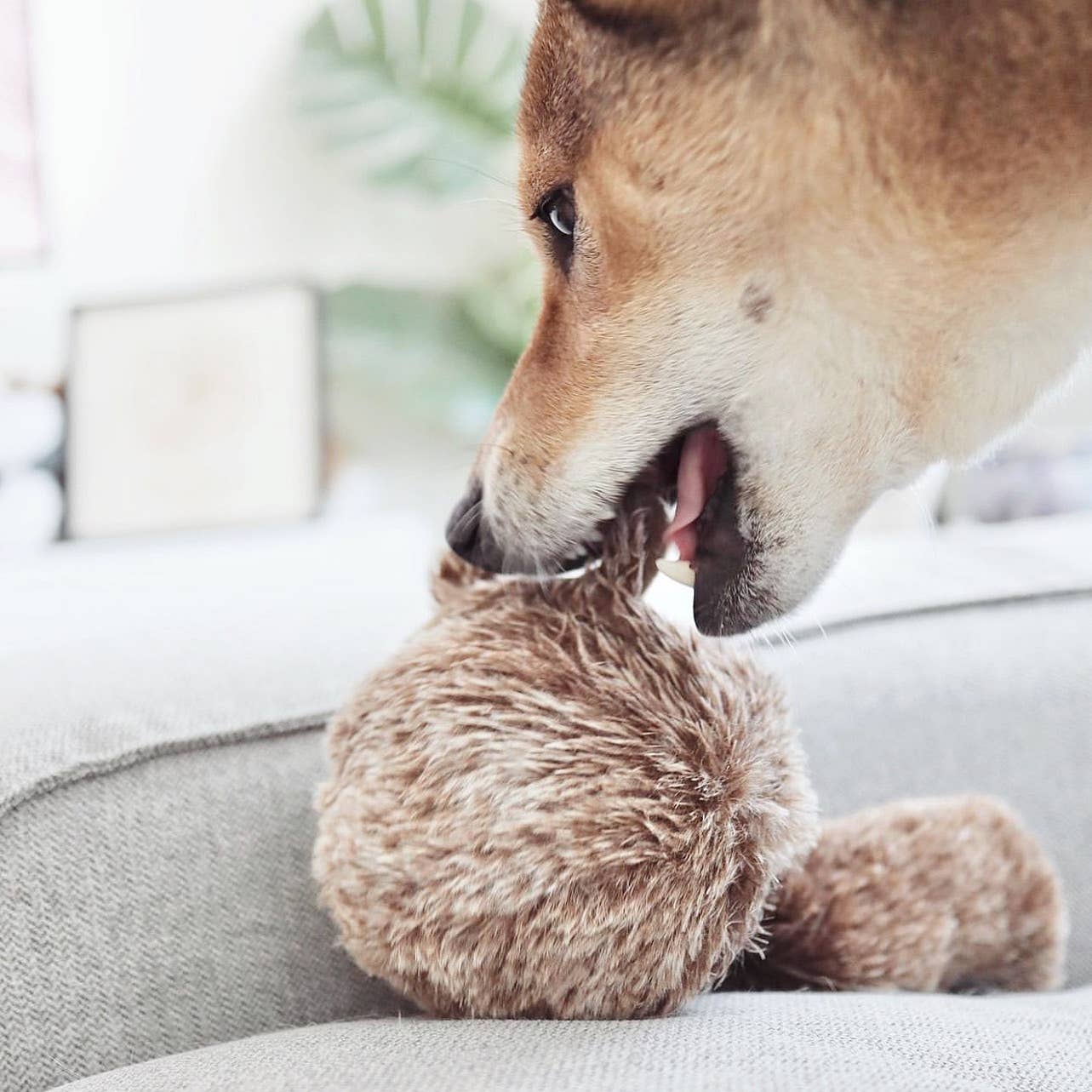 SQUIRREL POP DOG TOY