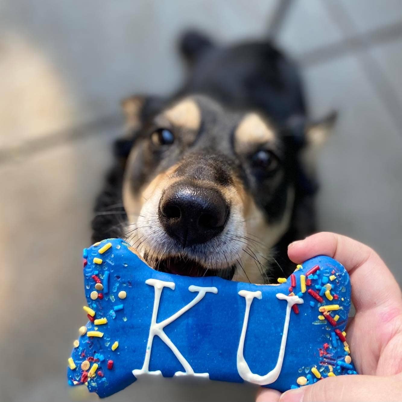 Hounds Around Town Cookies