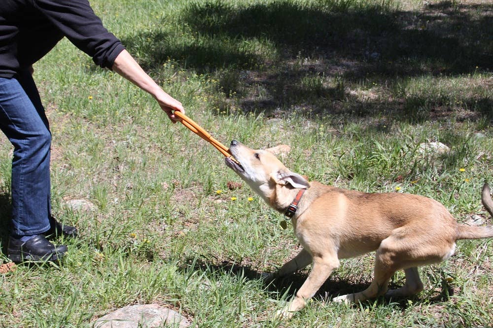 Pop Top Tug Toy - Tug O' War - Large - Orange