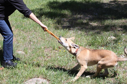 Pop Top Tug Toy - Tug O' War - Large - Orange