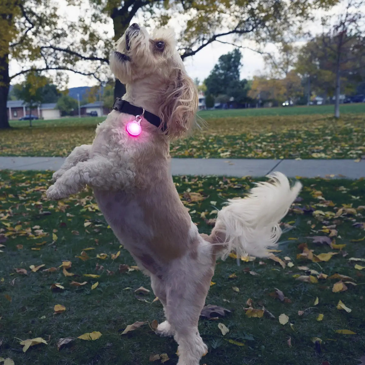 SpotLit® Rechargeable Collar Light - Pink