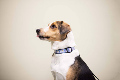 Daisy Dog Collar