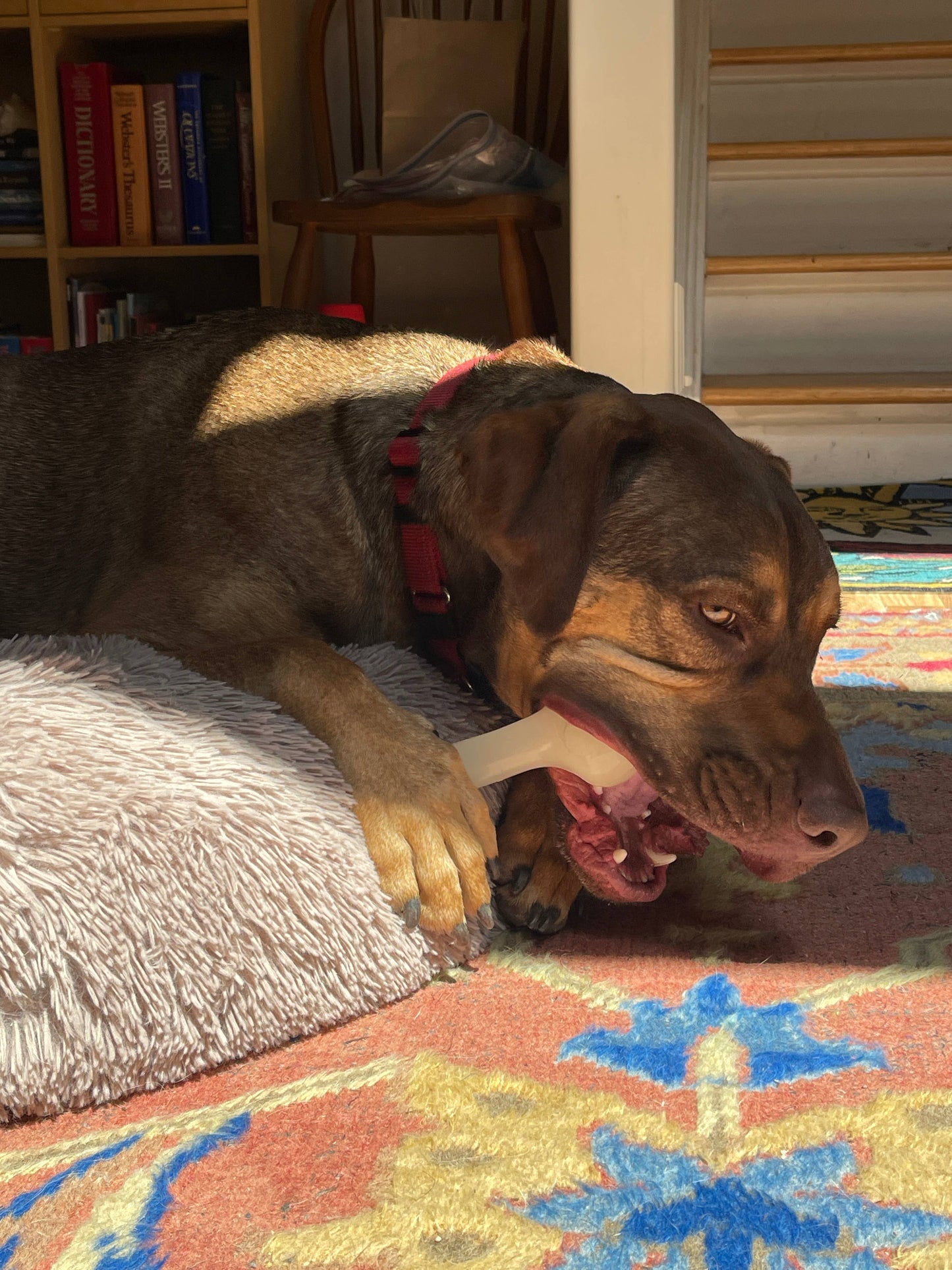 PUP-X Synthetic Rubber Chewing & Floating Bone Toy