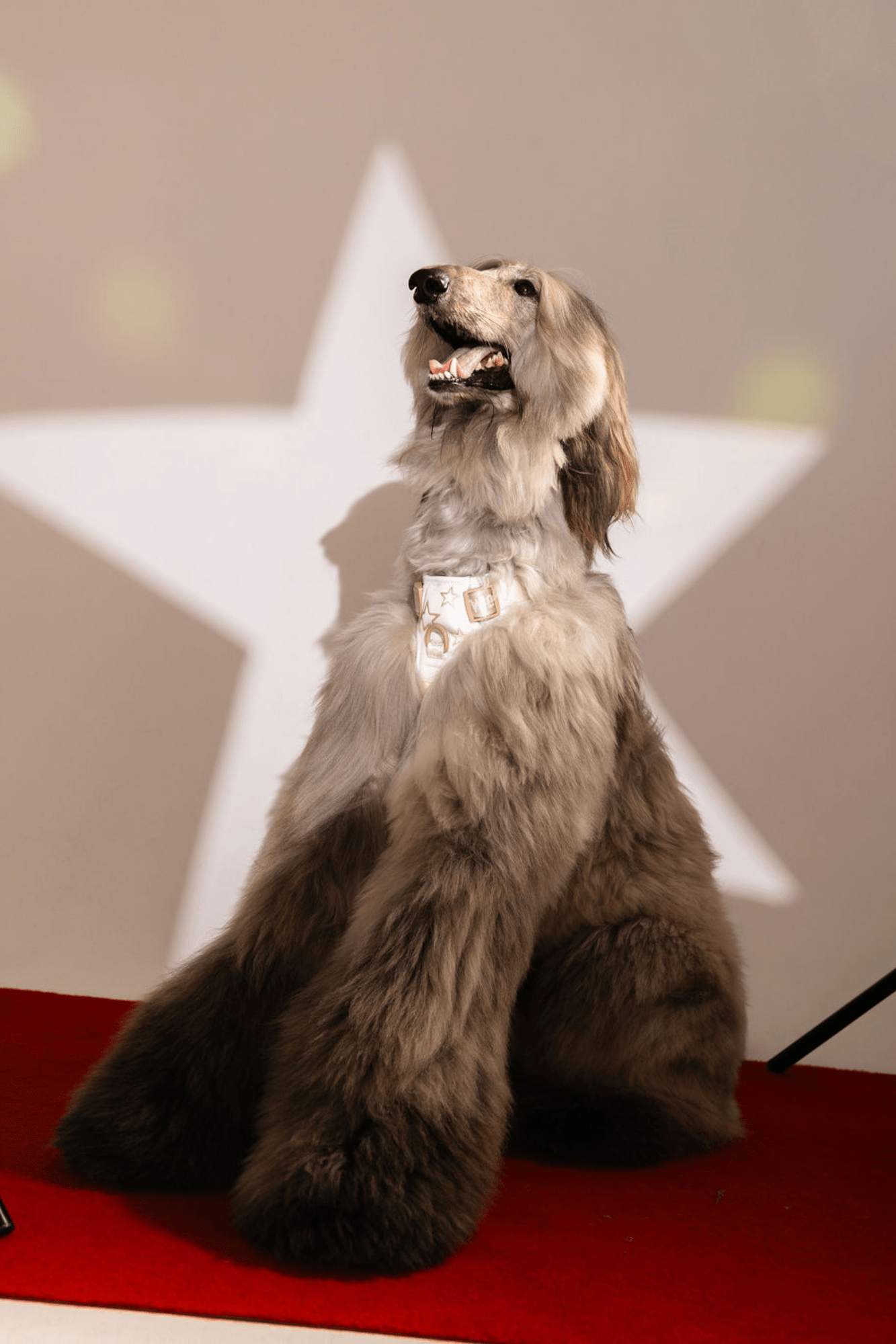 Maxbone x Hollywood Dog Walk Set