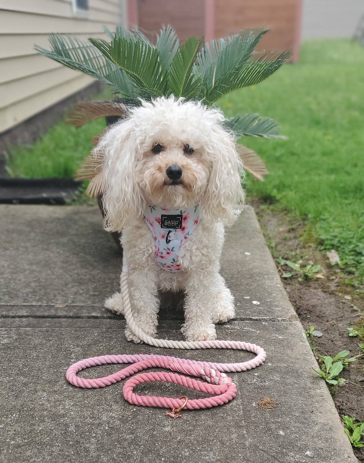 Dog Rope Leash - Rosie