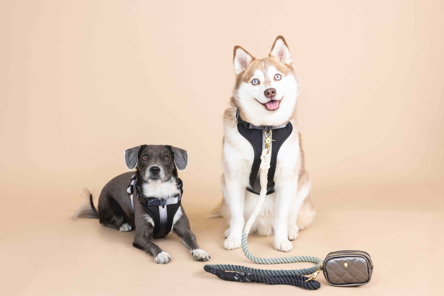 Rowan Dog Harness | Black