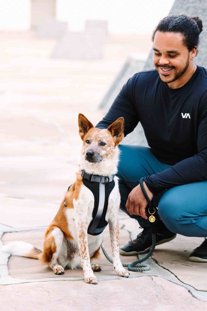 Rowan Dog Harness | Black