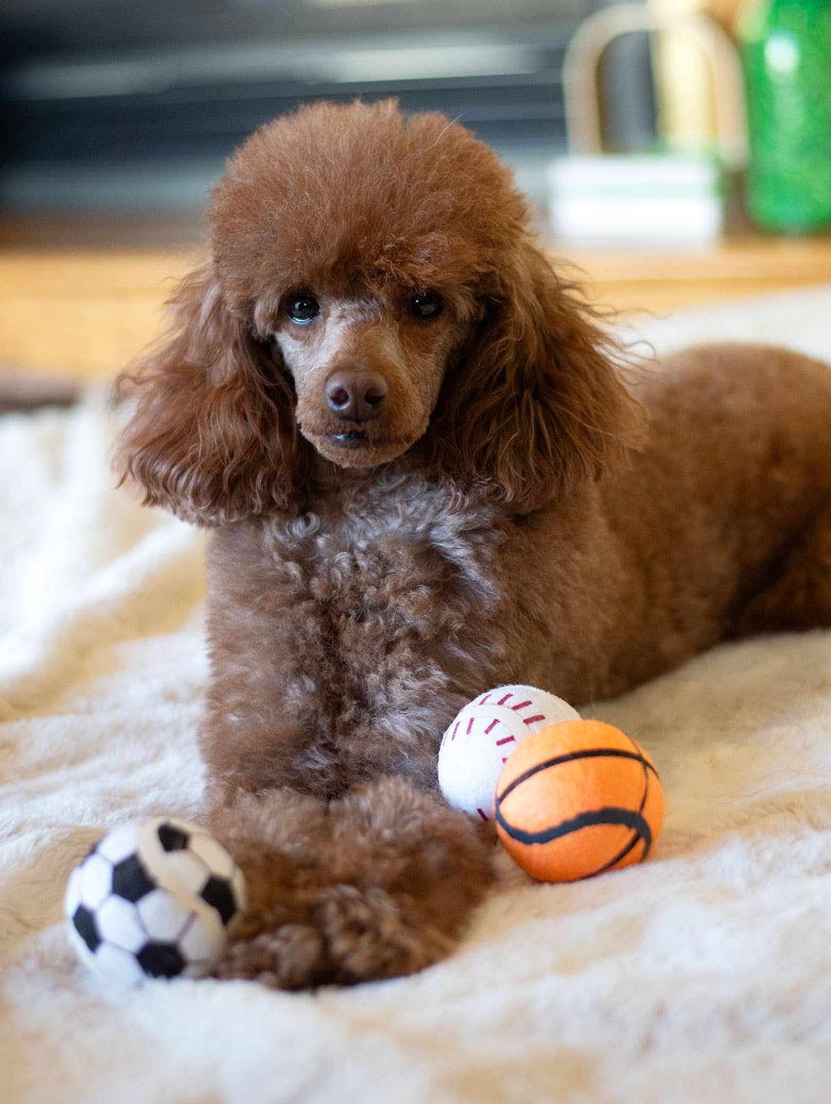 ThoozyPet Tennis Ball Asst Baseball/Basketball/Soccer