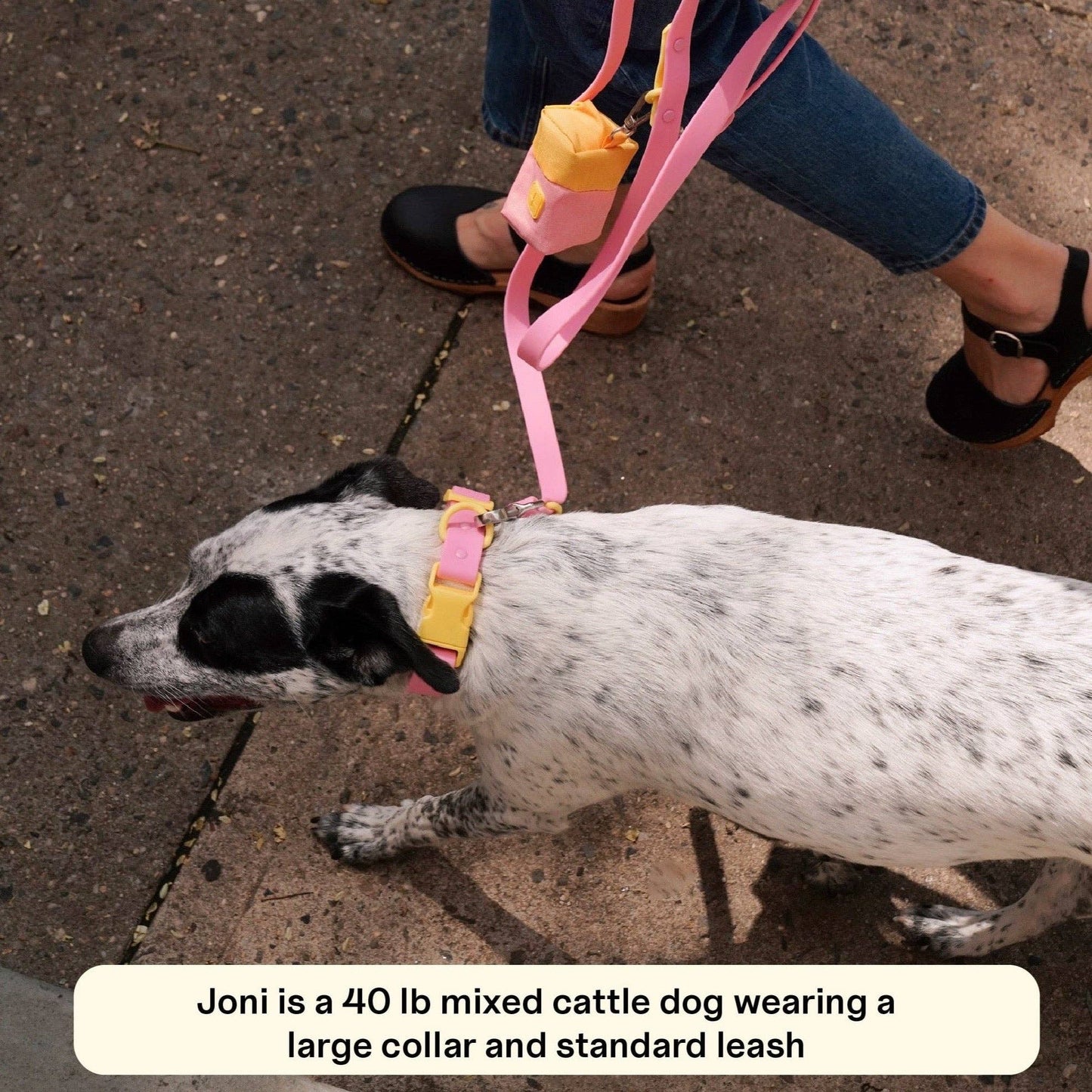 The Fritz Dog Collar 