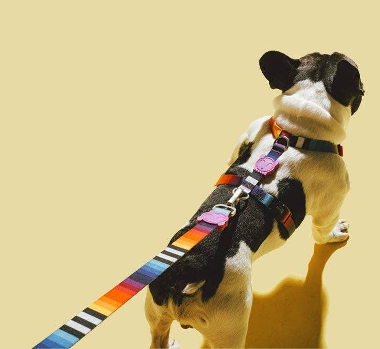 Prisma | Leash