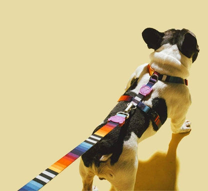 Prisma | Leash