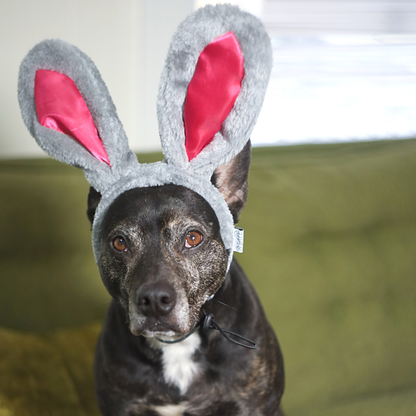 Midlee Easter Bunny Rabbit Ears with Tail