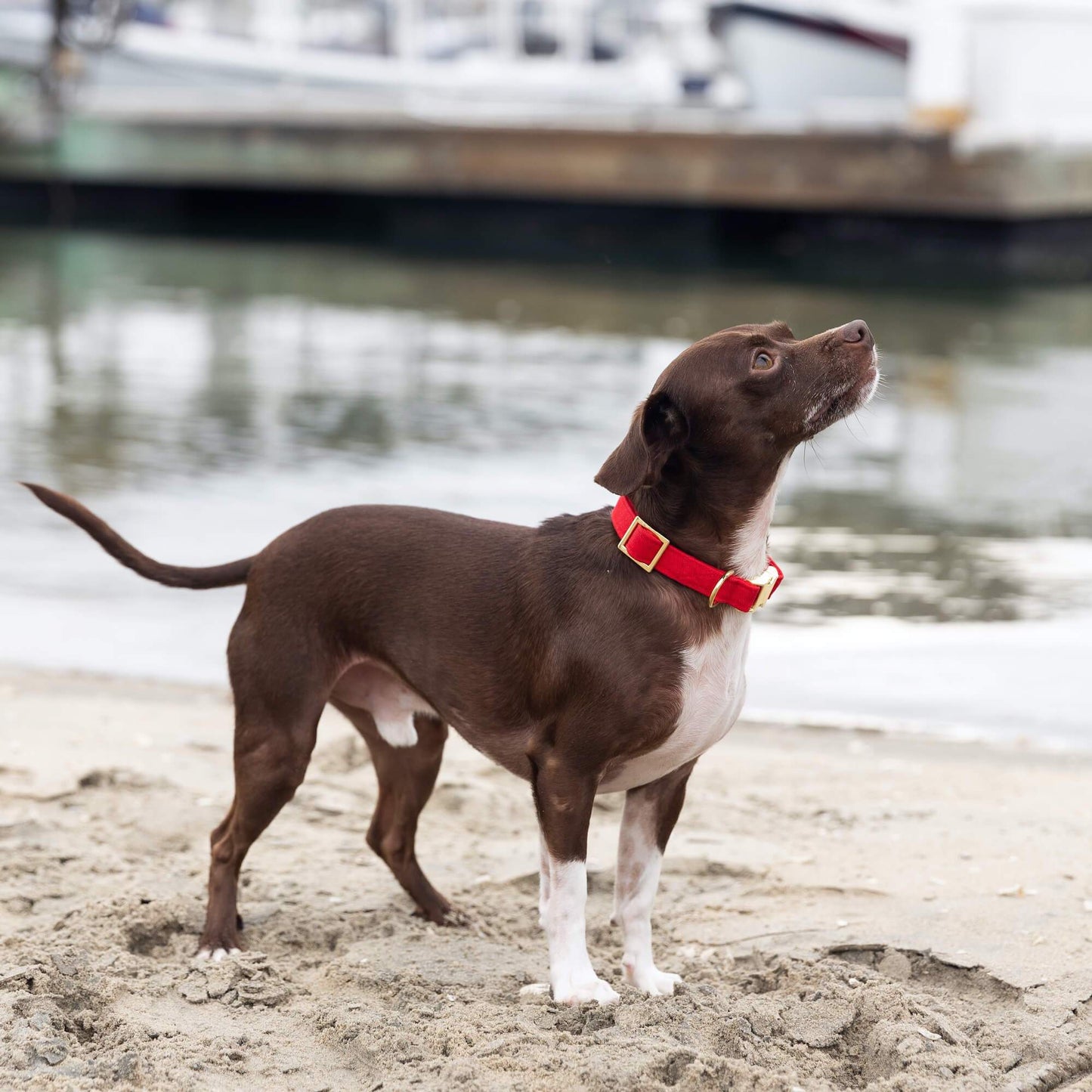 Foggy Dog Ruby Dog Collar