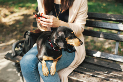 No Bones About It Dog Collar