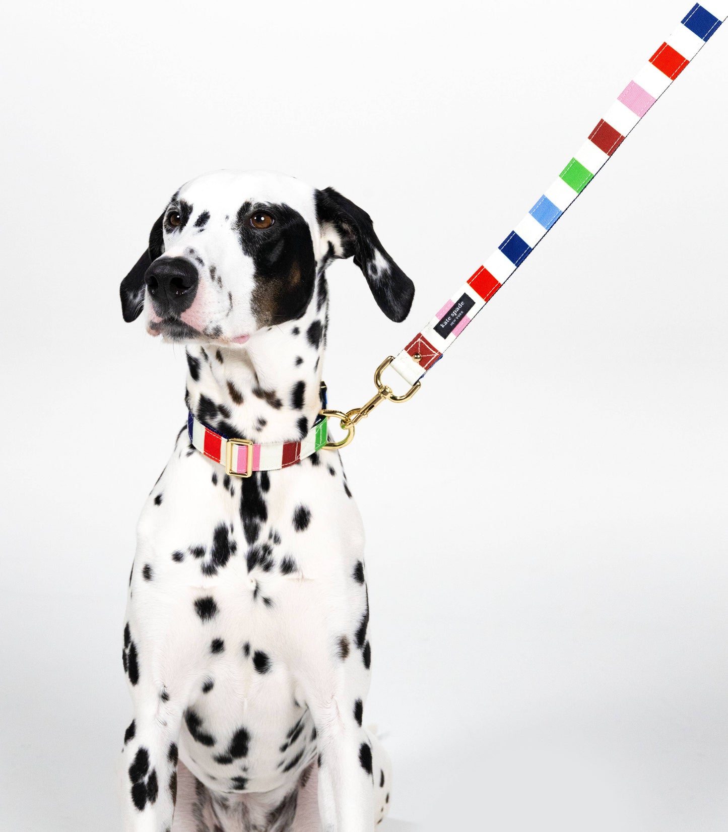 Kate Spade Large Dog Collar, Adventure Stripe
