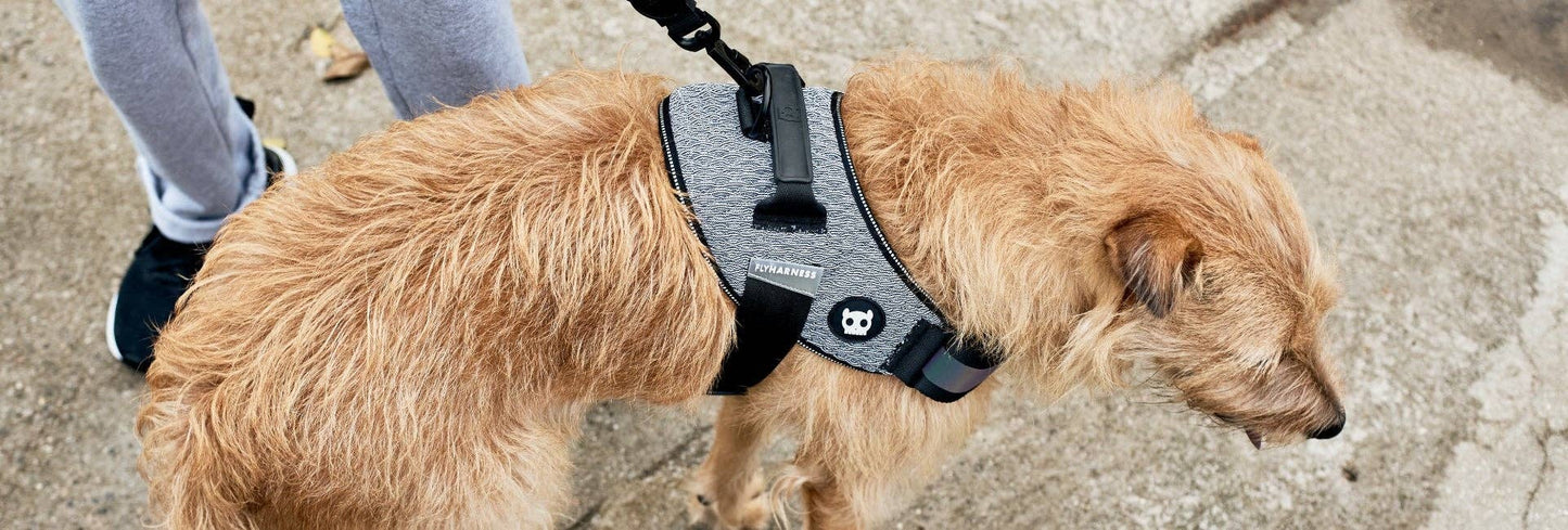 Urban | FlyHarness