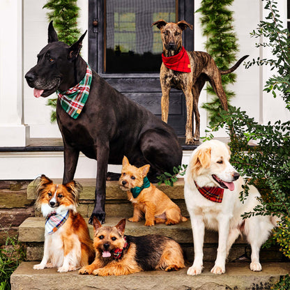 Foggy Dog Forest Green Velvet Bow Tie