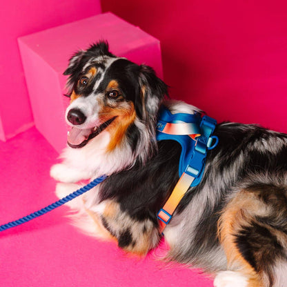 Atlas Dog Harness | Blue