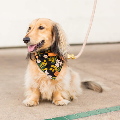 Foggy Dog Flax Marine Rope Leash